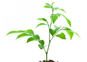 植物「硒」！的作用與功效