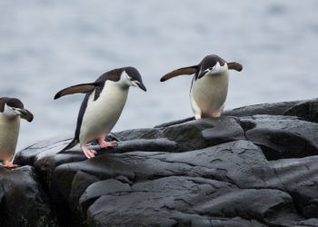 地板價飆破 7 ETH！「胖企鵝」NFT 為何能在年末逆勢上揚？