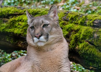 75 歲彪馬再發 NFT，復活美洲獅 IP