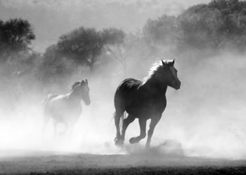 3分鐘讀懂Stader：會成為LSD黑馬嗎？