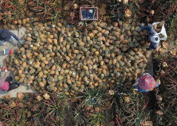 影/南部鳳梨盛產產銷失衡價跌-果農籲政府幫忙找出路