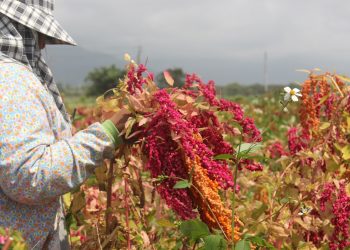 從母親節到端午-國產紅藜陪伴養生不缺席