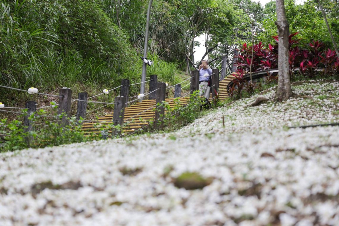 新深坑萬福生態公園-桐花祭活動登場