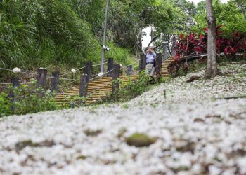 新深坑萬福生態公園-桐花祭活動登場