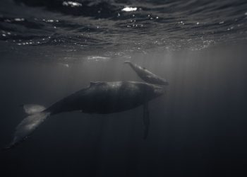 鏈上數據：回報率7500倍PEPE中的神秘巨鯨或是內部人老鼠倉