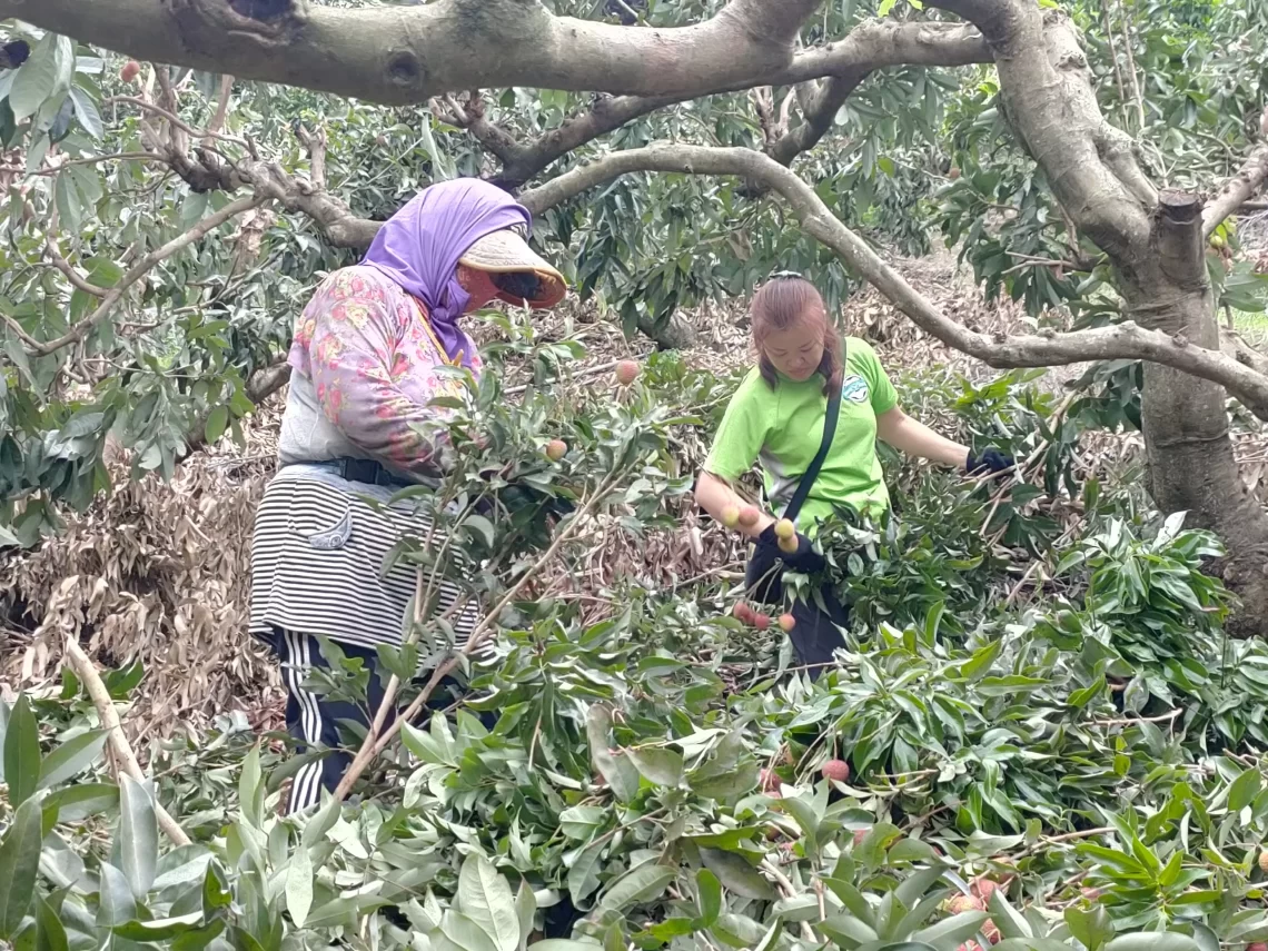 大樹玉荷包盛產-缺工讓果農放棄採收