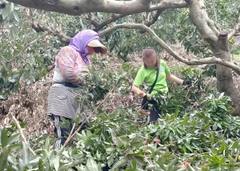 大樹玉荷包盛產-缺工讓果農放棄採收