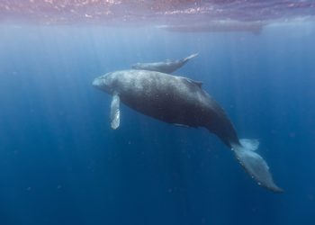 一文解讀Sui Aptos上集中流動性協議Cetus