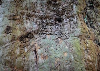 為什麼說坎昆升級有點糙