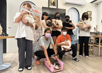 高雄第一屆肥貓大賽-10.6kg胖貓奪冠