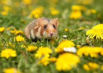 又一個動物幣走紅這次是真實版鏈上倉鼠競賽Hamsters.gg