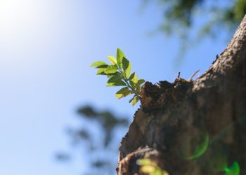 Tether已基於Kava在Cosmos生態推出原生穩定幣USDt