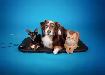 華鋒科技將於寵物展展示寵物居家護理光療儀-photizo-vetcare