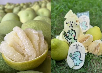 麻豆40年老欉文旦聯名插畫家、書法家　推「精品包裝」送禮有面子！