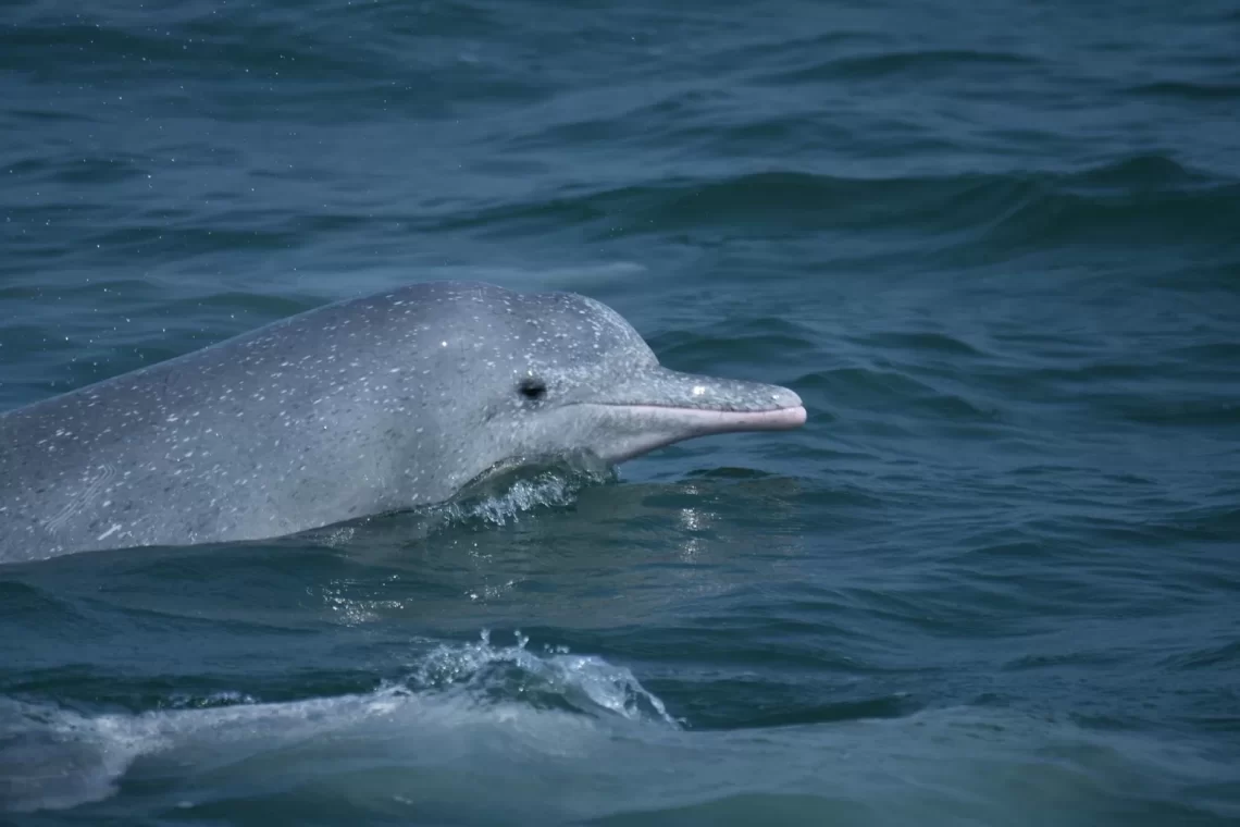 首屆白海豚守護表揚大會-合作與法制齊努力