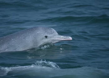 首屆白海豚守護表揚大會-合作與法制齊努力