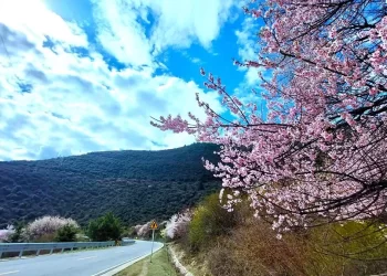徜徉漫山遍野的粉色大地　西藏林芝桃花節三月絕美盛開