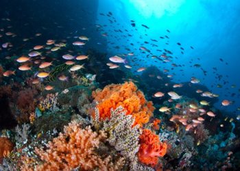 當海洋生病了⋯恐對人類社會造成「多重衝擊」