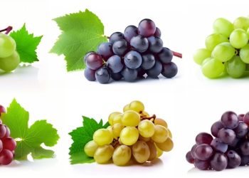 葡萄顏色種類大不同？好處營養差在哪？