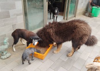 王子娘文教集團拜訪新北動保協會　公益月前進「慈音園」為浪浪發聲