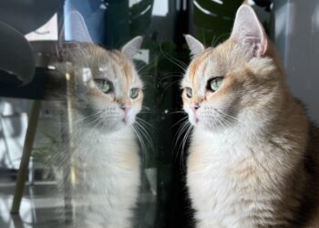 林口《貓裡居》寵物友善咖啡廳、旅館-毛孩吃喝玩樂首選