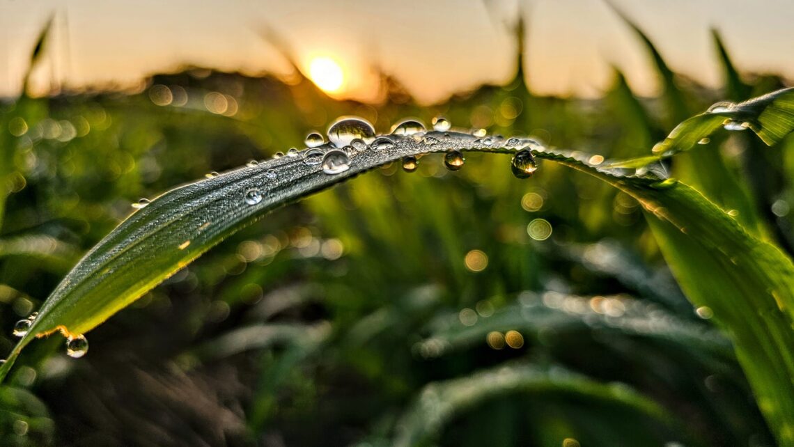 開啟永續未來的希望 -cycitrus杉與橙定義「油芒」新價值