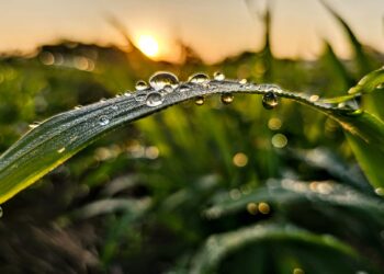 開啟永續未來的希望  -cycitrus杉與橙定義「油芒」新價值