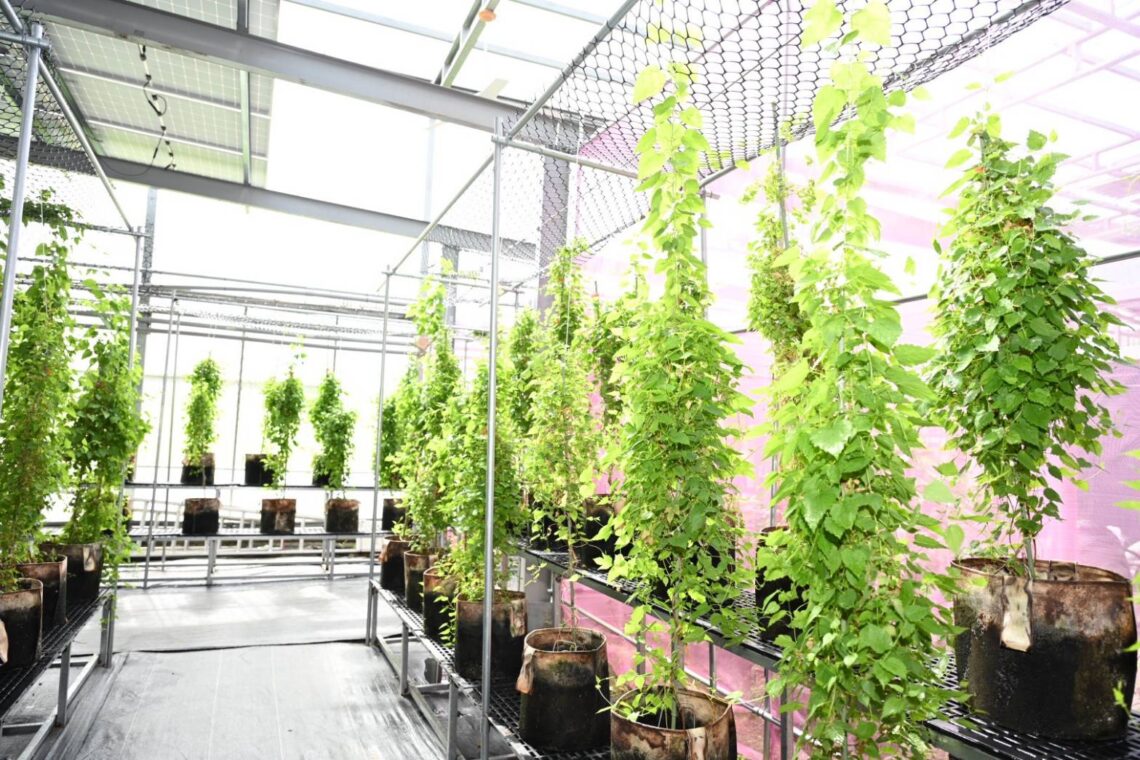 農業生產為主、創電為輔-工研院攜手聚賢-開拓農業伴生創電新模式