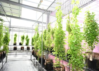 農業生產為主、創電為輔-工研院攜手聚賢-開拓農業伴生創電新模式