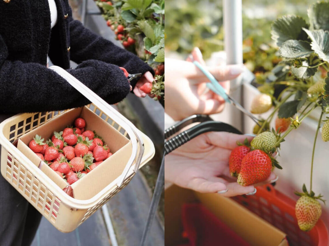 苗栗景點|草莓控必收-嚴選7家大湖草莓園-一窺其中