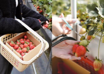 苗栗景點｜草莓控必收-嚴選7家大湖草莓園-一窺其中