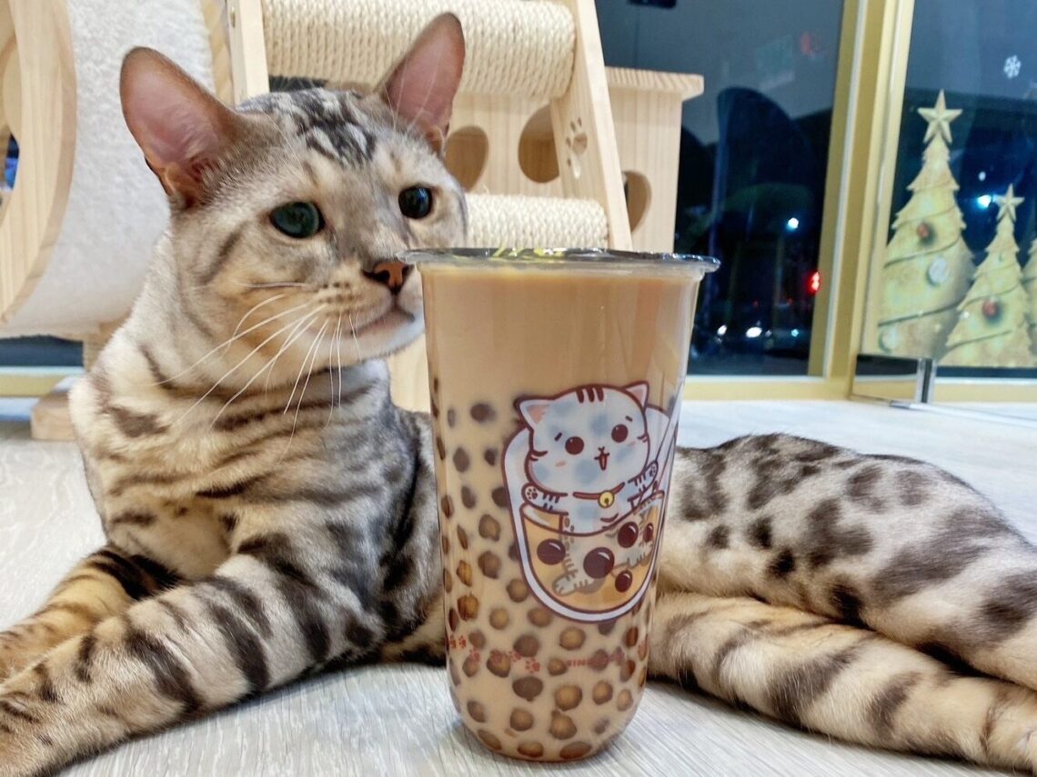 最萌貓店長在這間林口手搖飲-珍珠奶茶遇上貓咪-碰撞出甜蜜幸福滋味