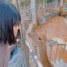 彰化親子農場|帶著孩子出門放電-餵食小動物玩水玩沙-記錄孩子成長