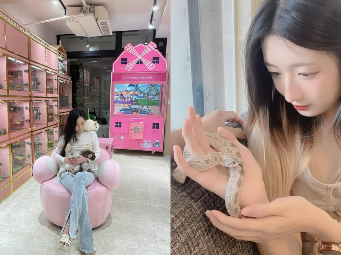 寵物咖啡廳|全台7家超特別動物咖啡廳推薦-可愛龍貓一起吃飯-與蛇共舞超新奇-特殊萌寵魅力無法擋