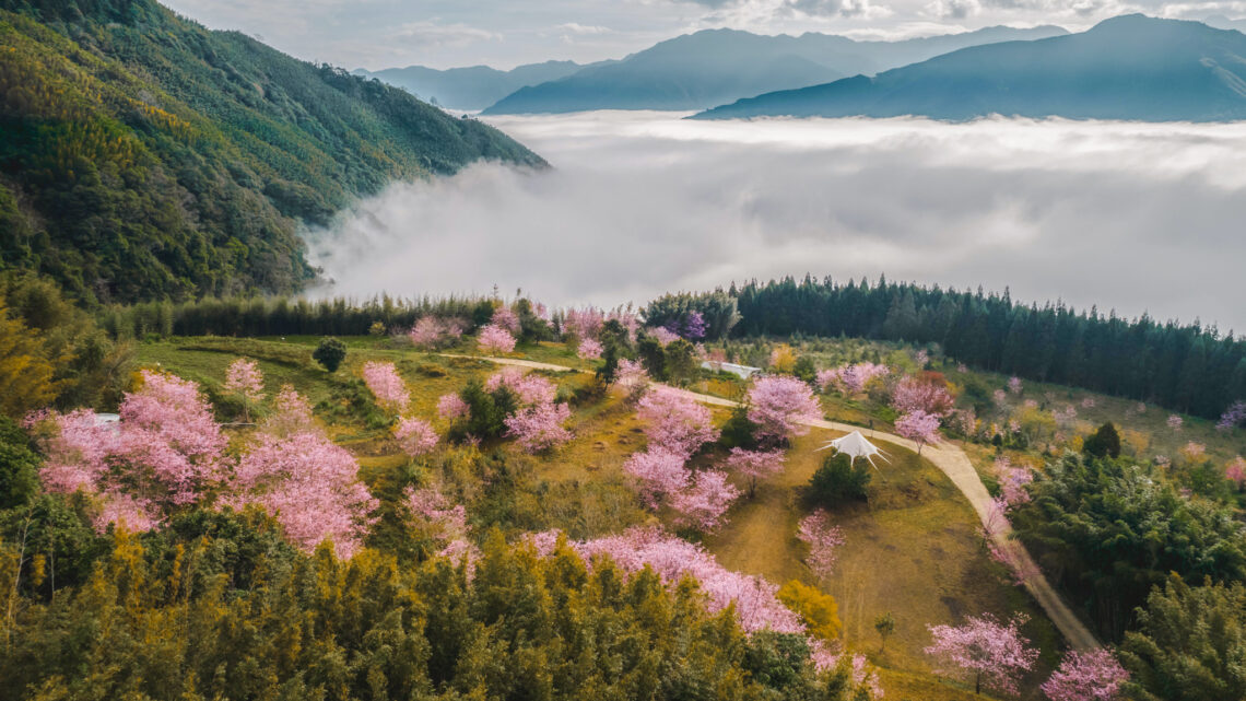 泰雅族櫻花季浪漫、文化饗宴-《蟬說系列》打造春日深度露營體驗