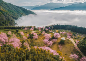 泰雅族櫻花季浪漫、文化饗宴-《蟬說系列》打造春日深度露營體驗