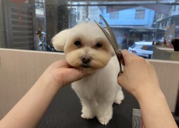 基隆寵物美容推薦-還你蓬鬆柔亮-給毛孩洗個無壓力暢快澡