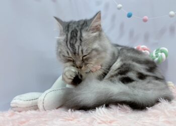 北投寵物美容推薦-專業台北貓狗寄宿-讓毛孩擁有舒適安心空間