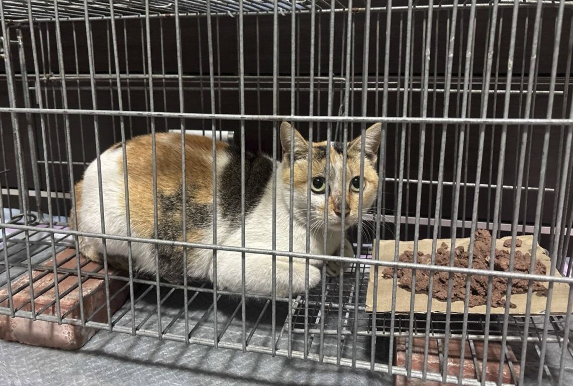 愛心接力-共創流浪貓美好未來