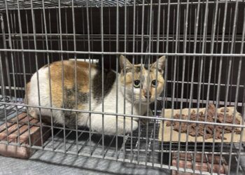 愛心接力-共創流浪貓美好未來