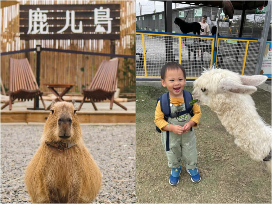 南部景點｜南部六大特色農場-鹿ㄦ島水豚生態園區、三隻小豬萌翻
