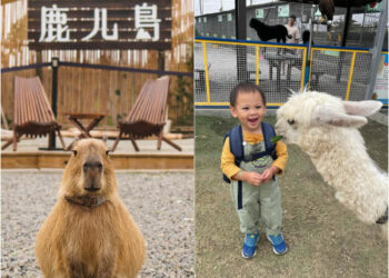 南部景點｜南部六大特色農場-鹿ㄦ島水豚生態園區、三隻小豬萌翻