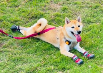 夏日毛孩防護必備-寵物用品網購推薦-狗狗鞋守護肉球、防燙熱地板