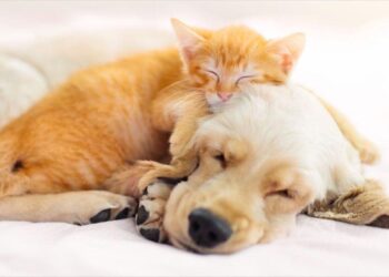 台中寵物食品推薦 HPP滅菌技術還原鮮食營養 守護毛孩健康