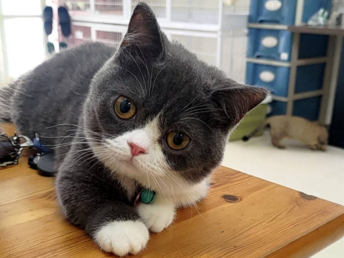 台中霧峰貓舍推薦 家庭式照護+健康保障 讓飼主安心迎接毛孩