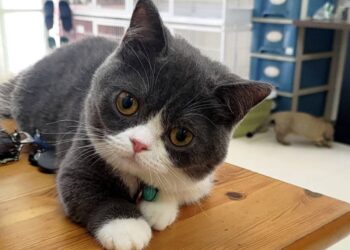 台中霧峰貓舍推薦 家庭式照護＋健康保障 讓飼主安心迎接毛孩