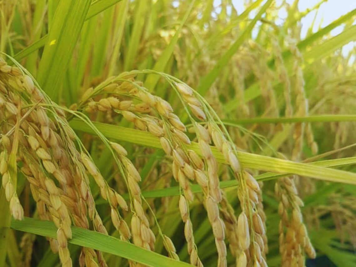 花蓮小農米全台熱銷【御見好米】得獎有機米宅配到你家