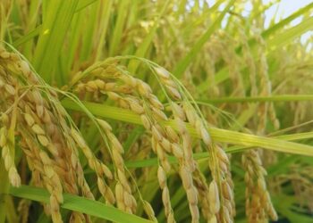 花蓮小農米全台熱銷【御見好米】得獎有機米宅配到你家