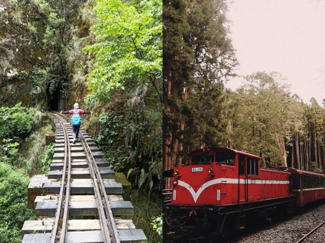 嘉義景點｜阿里山國家森林遊樂區不只看日出 阿里山眠月線秘境路線公開 走進嘉義最療癒森林