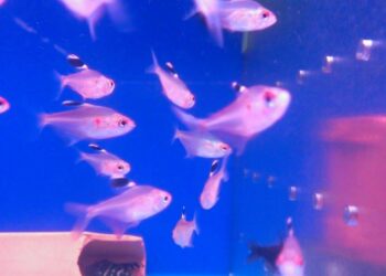 台北松山觀賞魚店推薦 水族街必逛人氣水族用品專賣店